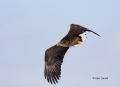 White-tailed-Eagle;White-tailed-Sea-Eagle;Sea-Eagle;Haliaeetus-albicilla;Japan;b